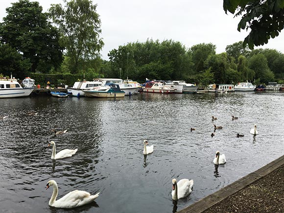 Thorpe St Andrew - River and Swans
