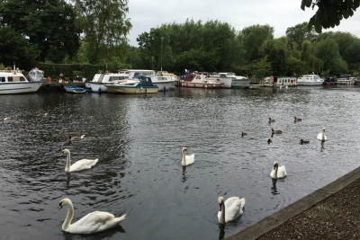 Thorpe St Andrew - River and Swans