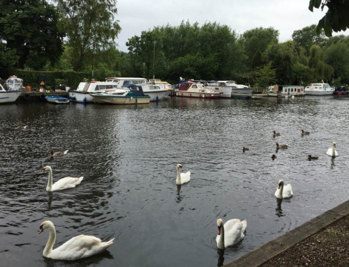 Watching the swans and river boats at Thorpe St Andrew