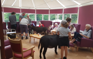 Residents meeting the Miniature Donkeys